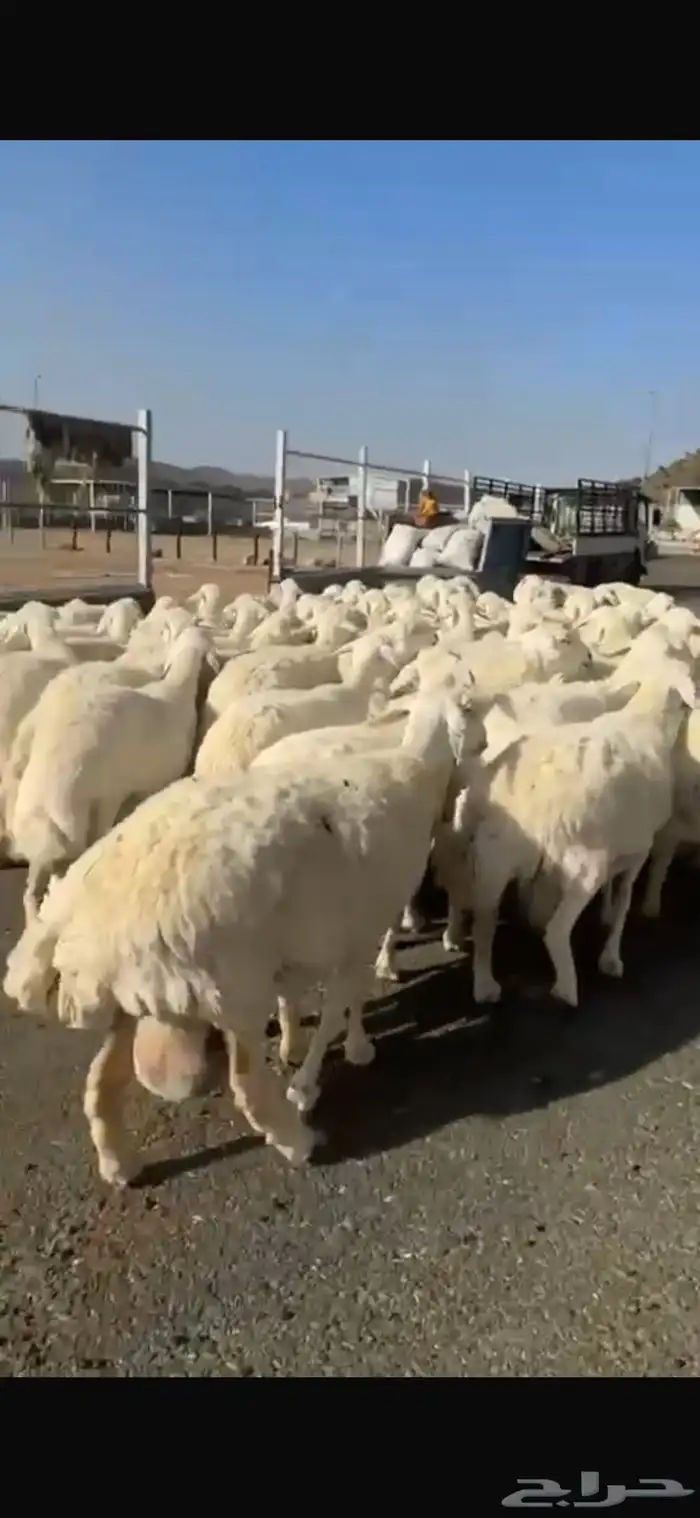 حريات صنف العدد 62 رأس وسم واحد مولد 2 جايبه 4 1