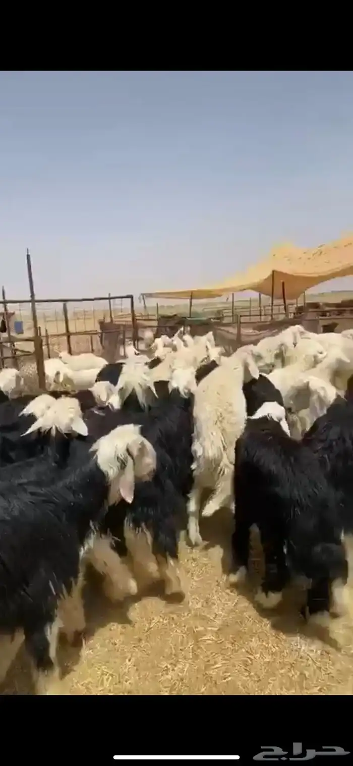 ذبايح حري نعيمي نجدي تيوس عوارض يوجد خدمه الذبح والتوصيل 33