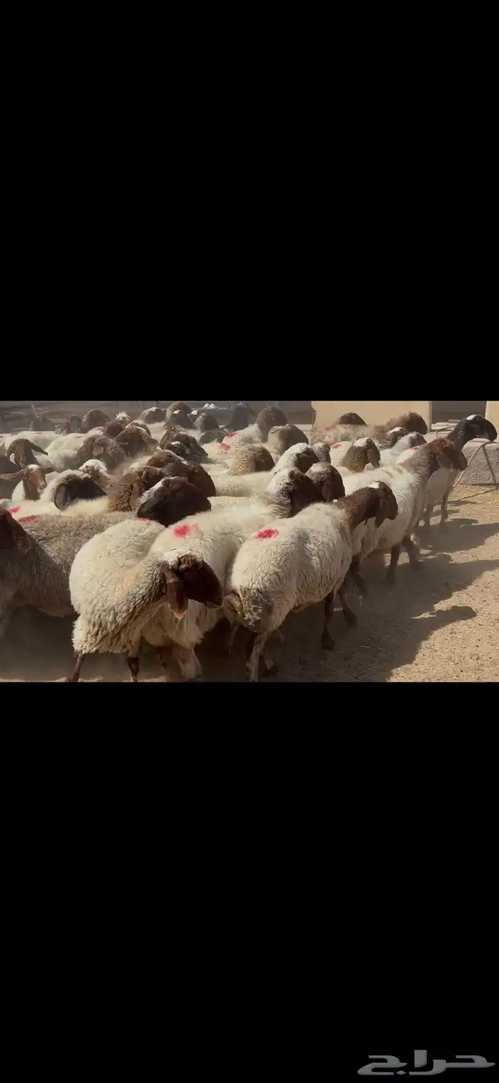 غنم نعيم شرط الدفيع . 14