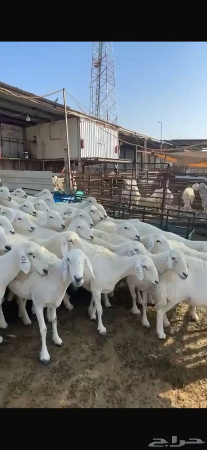 حريات صنف العدد 62 رأس وسم واحد مولد 2 جايبه 4 8