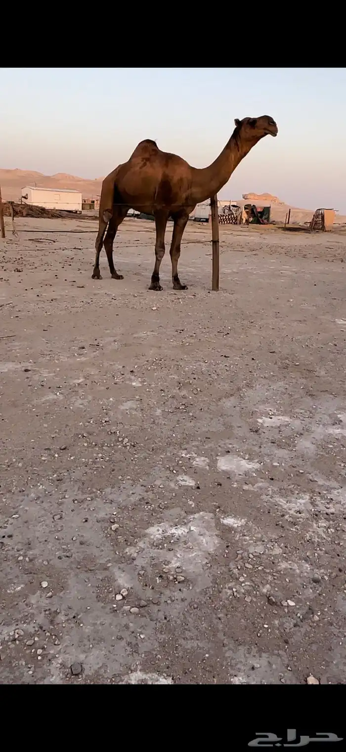 فحل بكستاني 0