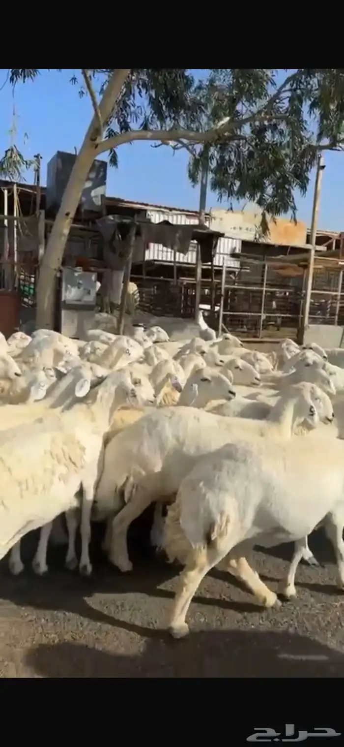 حريات صنف العدد 62 رأس وسم واحد مولد 2 جايبه 4 6