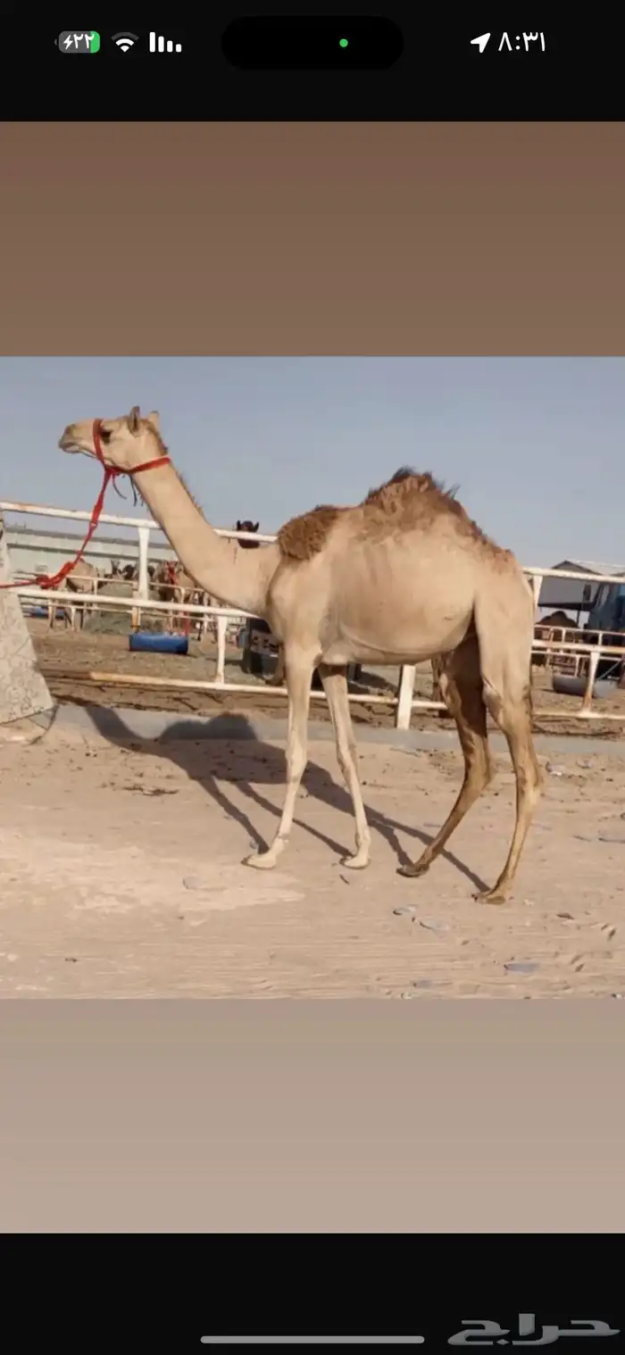بكره حقه هجن 0