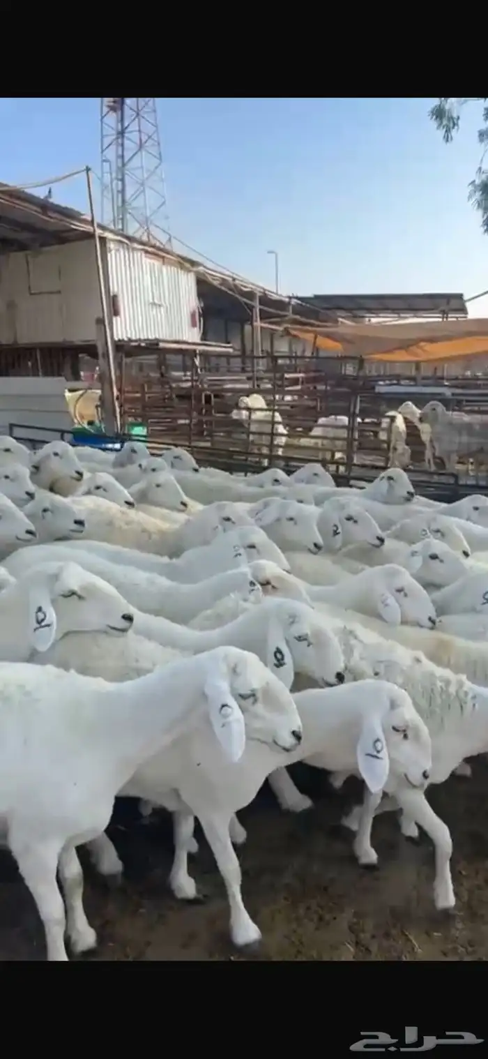 حريات صنف العدد 62 رأس وسم واحد مولد 2 جايبه 4 7