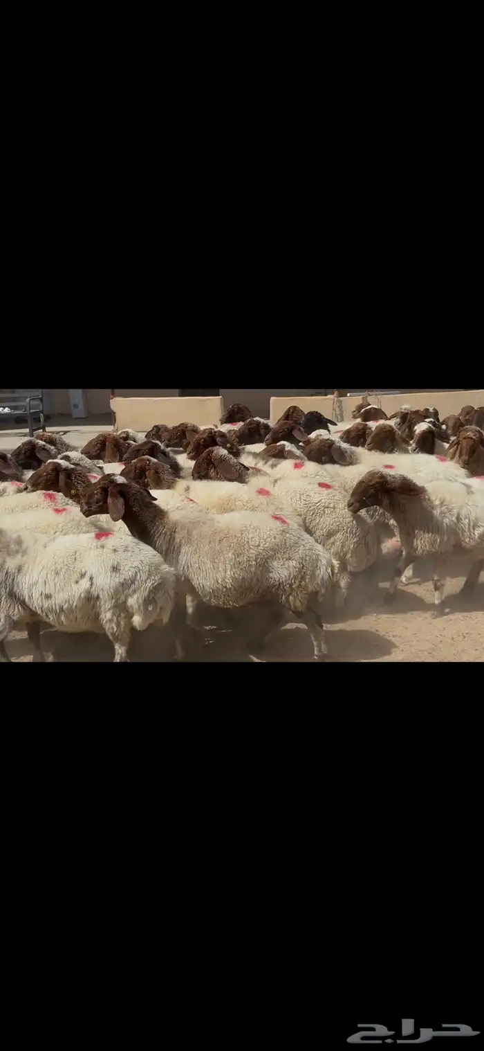 غنم نعيم شرط الدفيع . 17