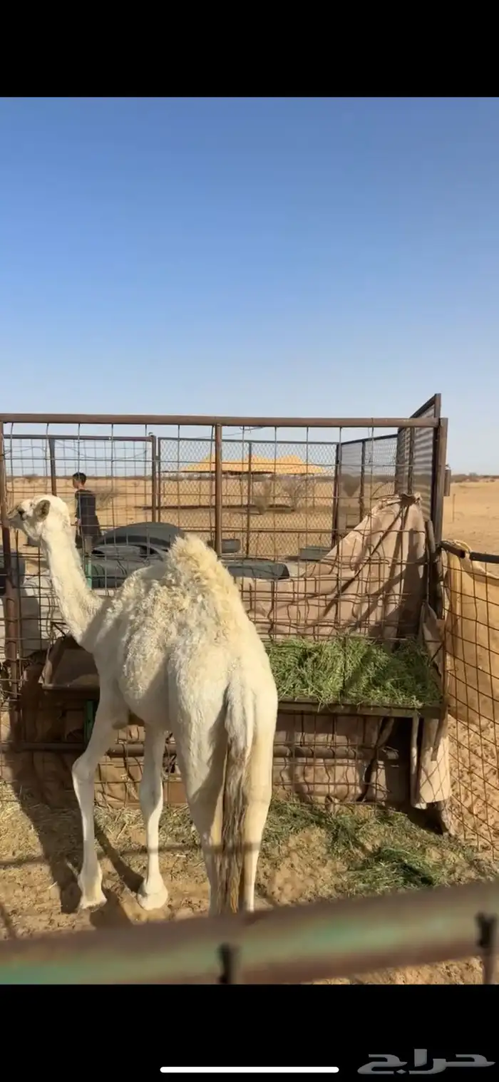 للبيع البكره 1
