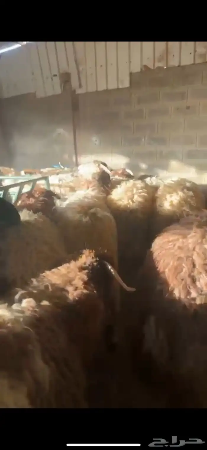 ذبايح حري نعيمي نجدي تيوس عوارض يوجد خدمه الذبح والتوصيل 39