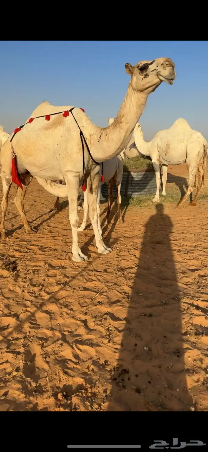 ابل 4