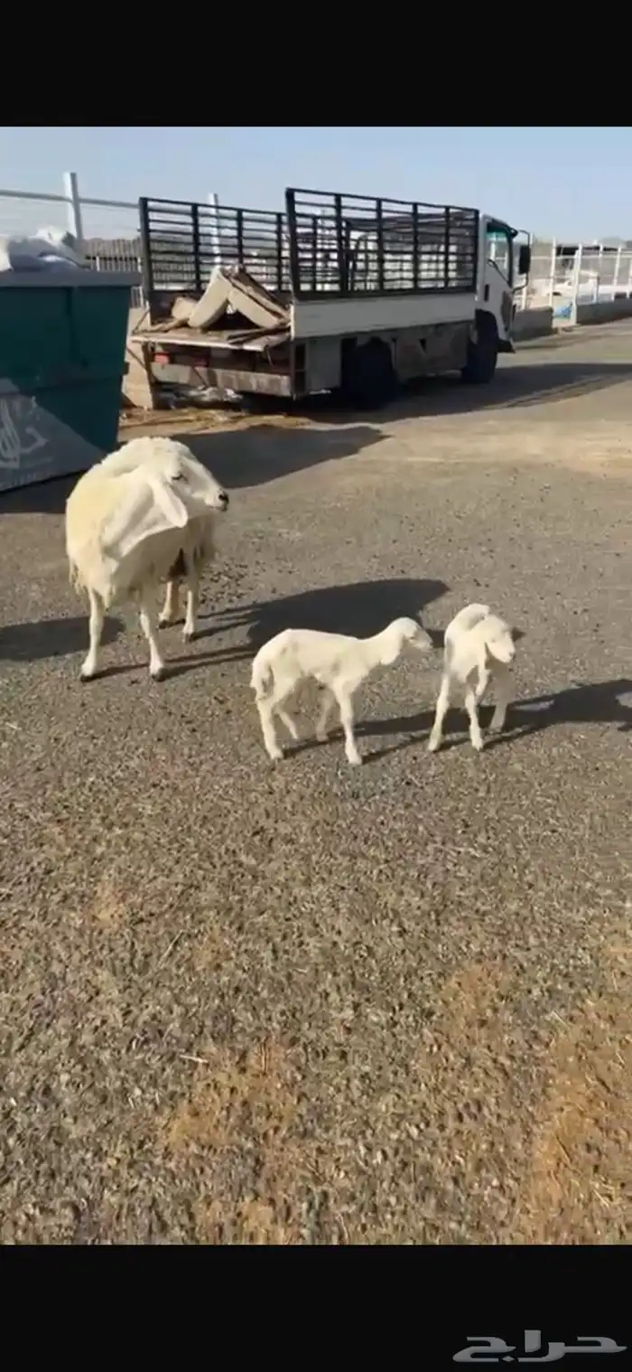 حريات صنف العدد 62 رأس وسم واحد مولد 2 جايبه 4 4