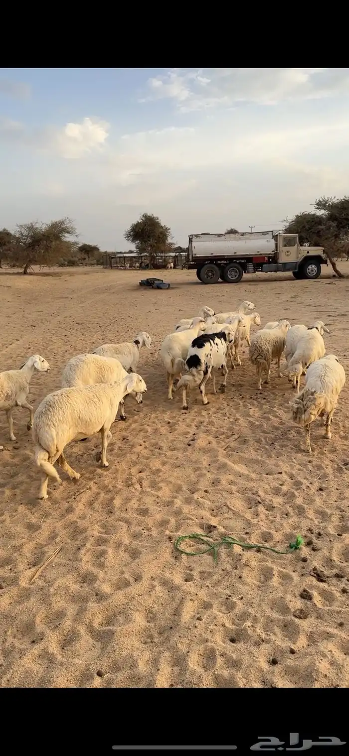 غنم(القاعه) 1