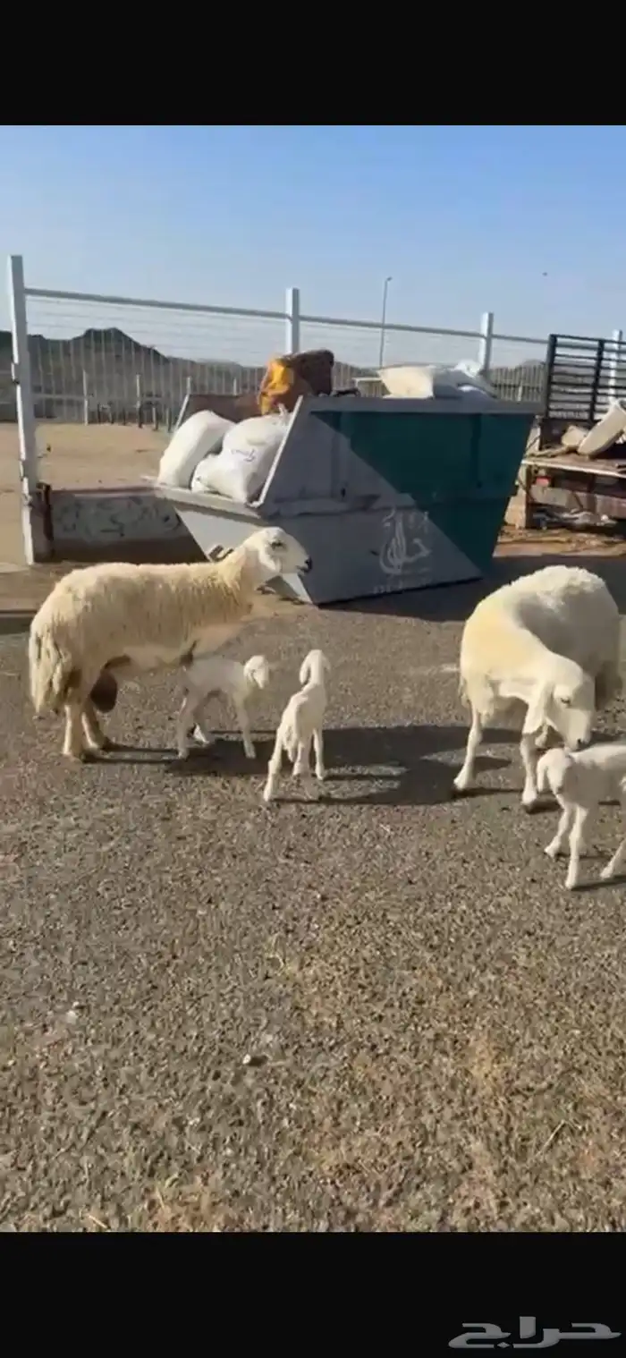 حريات صنف العدد 62 رأس وسم واحد مولد 2 جايبه 4 3