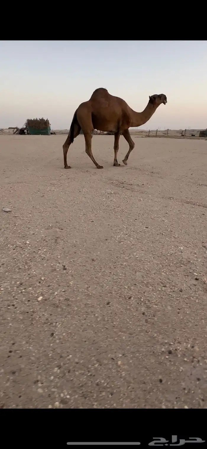 فحل بكستاني 1