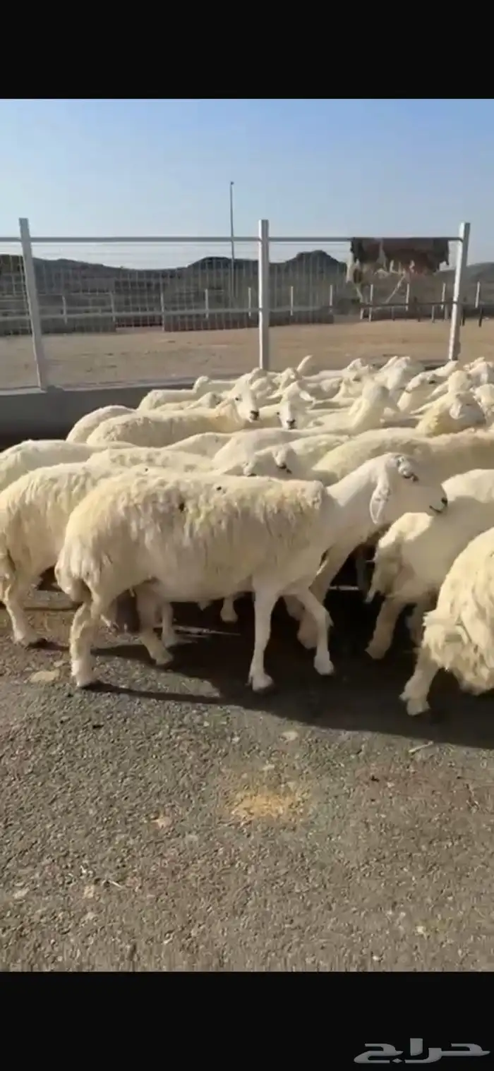 حريات صنف العدد 62 رأس وسم واحد مولد 2 جايبه 4 0