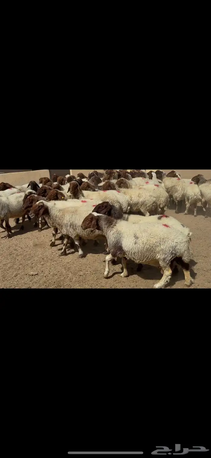 غنم نعيم شرط الدفيع . 4