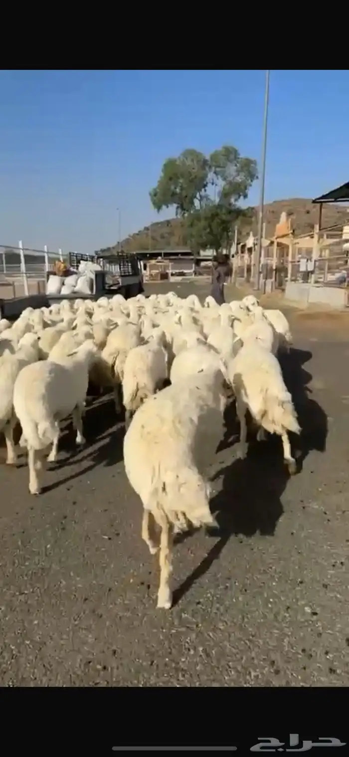 حريات صنف العدد 62 رأس وسم واحد مولد 2 جايبه 4 2