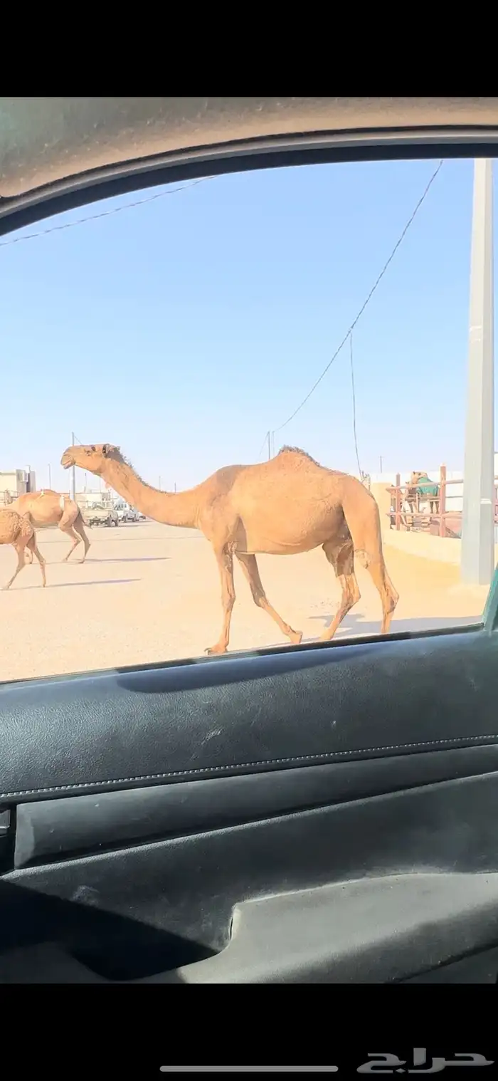 لقحه دبيانيه 0