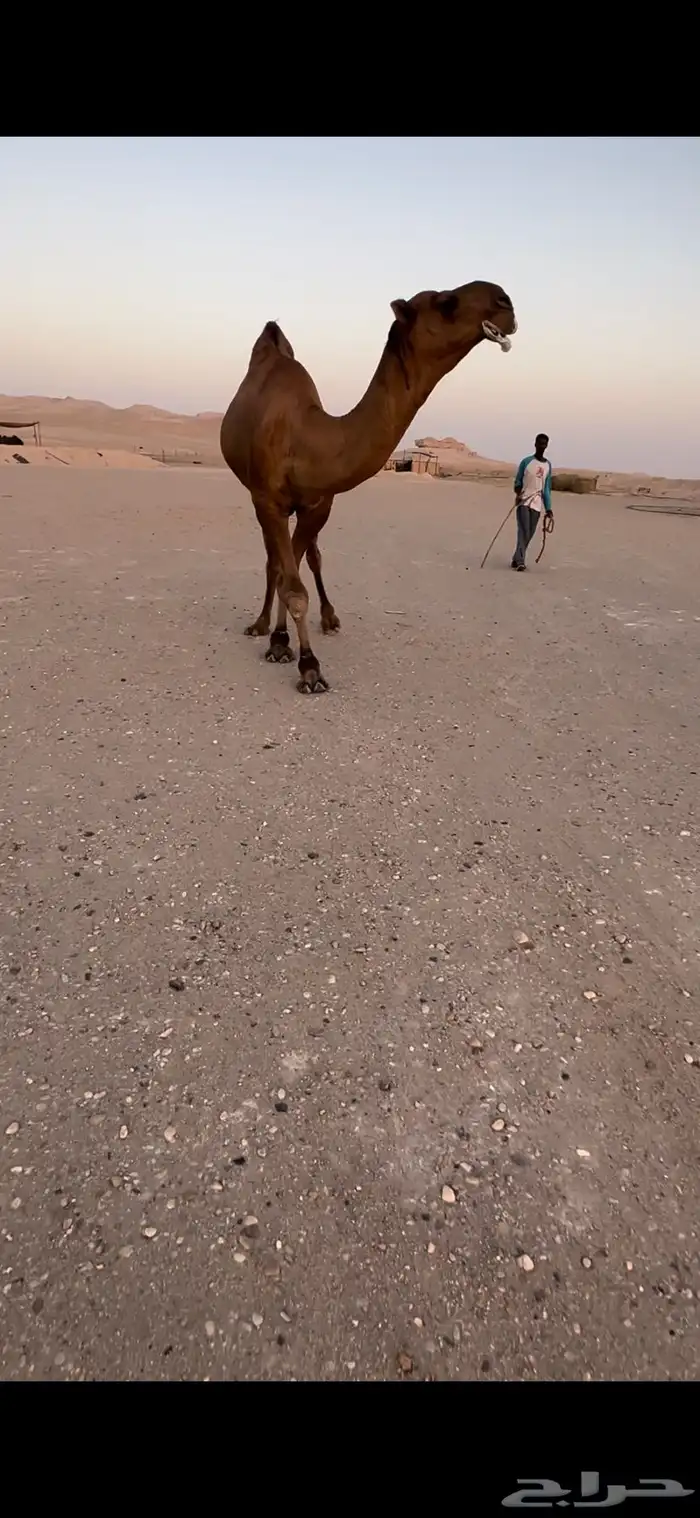 فحل بكستاني 2