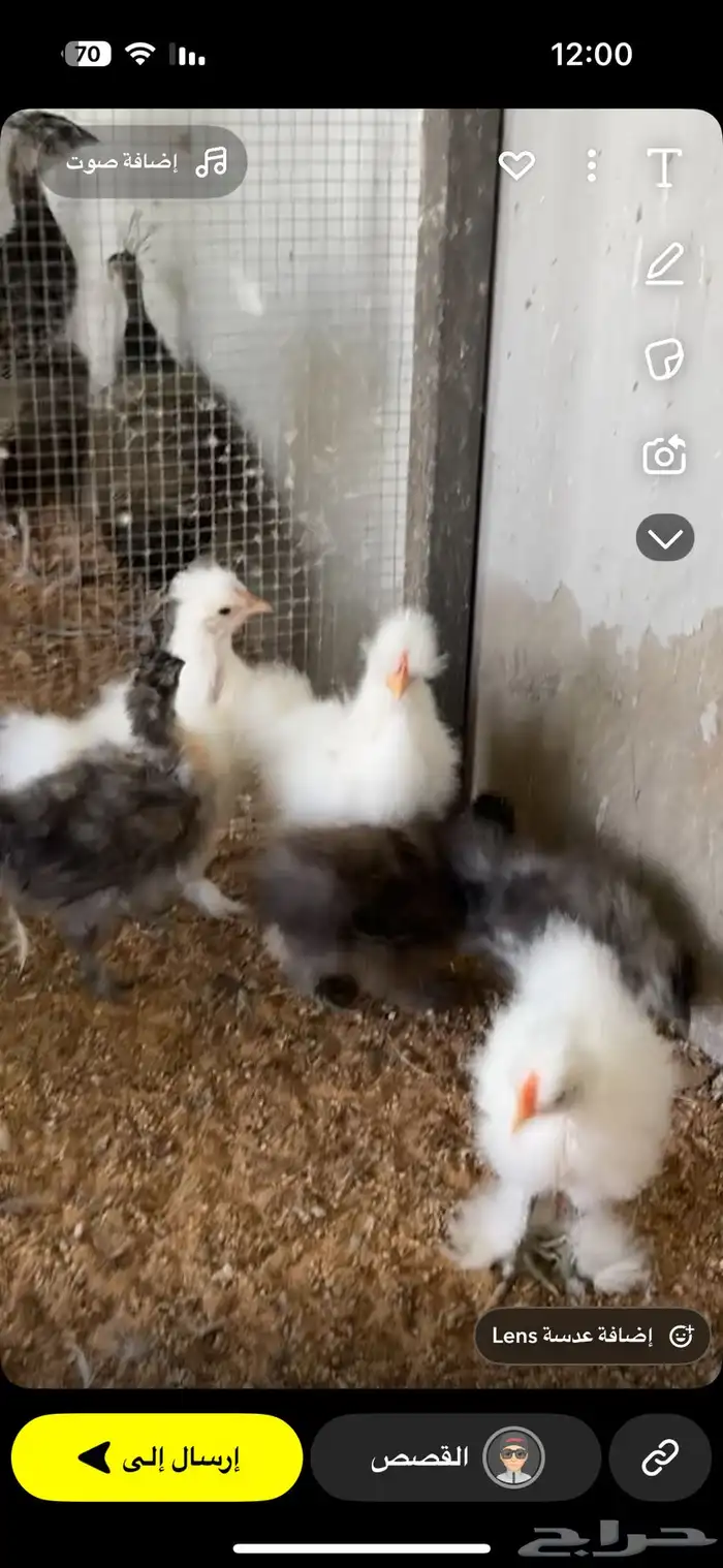 البيع صوص قطني خامس أصابع تم البيع 1