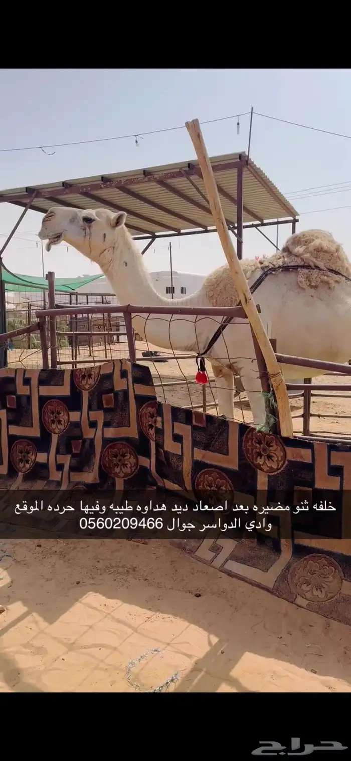 خلفه طيبه 1