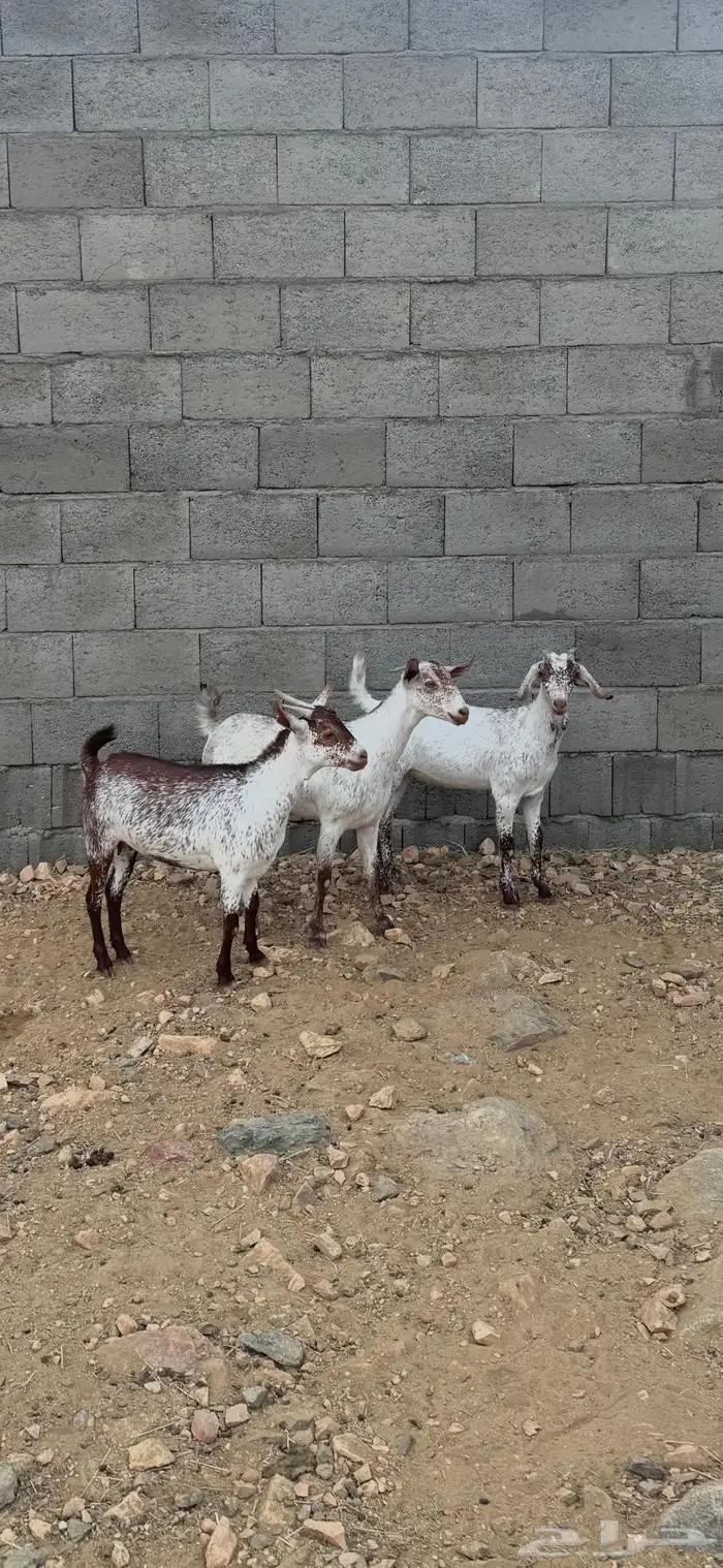 عنقان 1