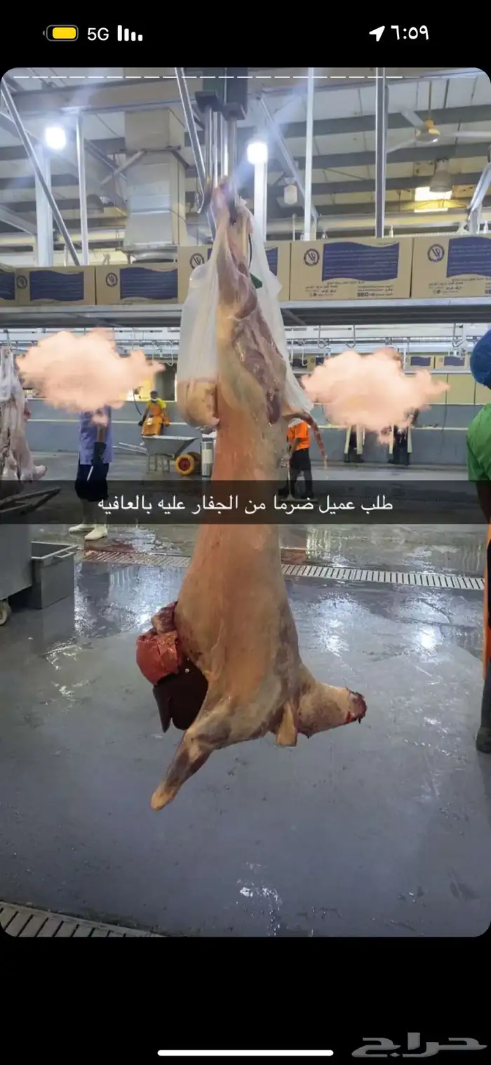 ذبايح حري نعيمي نجدي تيوس عوارض يوجد خدمه الذبح والتوصيل 2