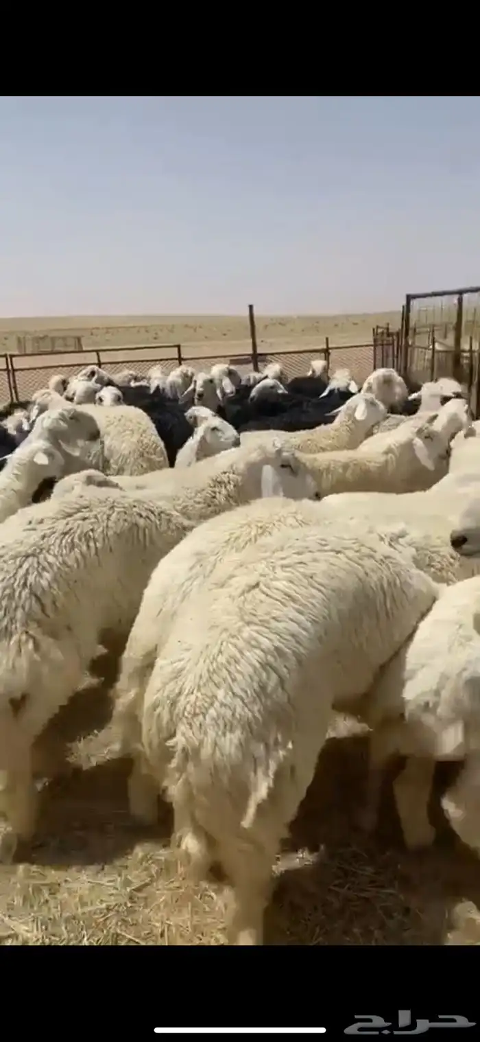 ذبايح حري نعيمي نجدي تيوس عوارض يوجد خدمه الذبح والتوصيل 34