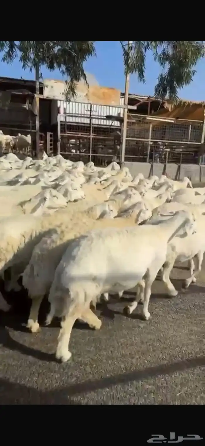 حريات صنف العدد 62 رأس وسم واحد مولد 2 جايبه 4 5