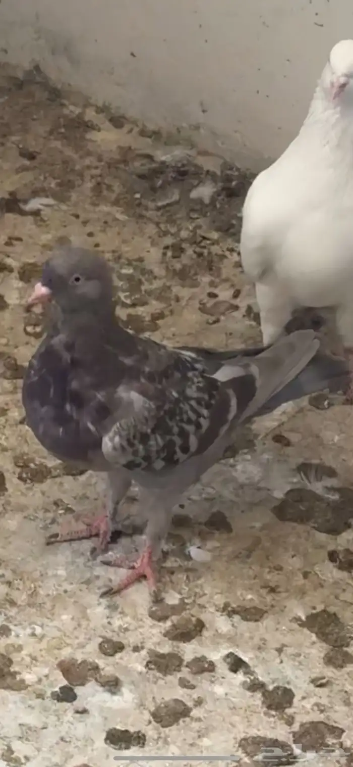 حمام مشكل 12