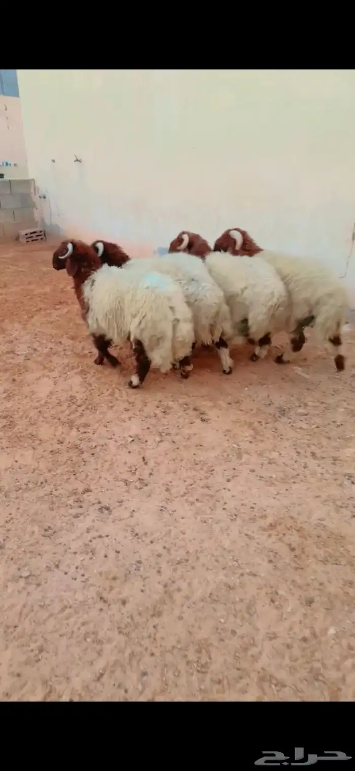 طليان نعيم الريآض حي الشفآء آي مكان نوصل فيه ذبح باقي آثنين 0
