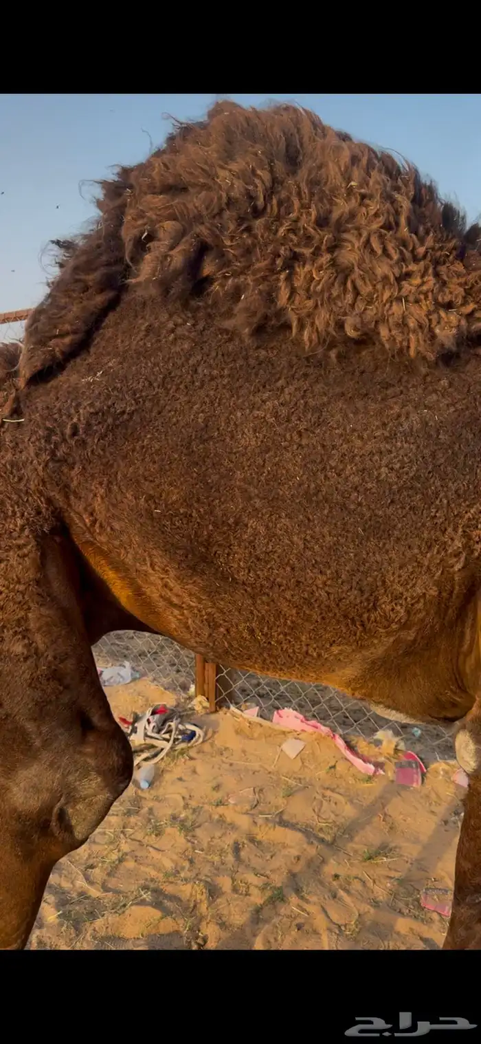 قعود مفرود بلدي شي كفو الموقع نجران 1