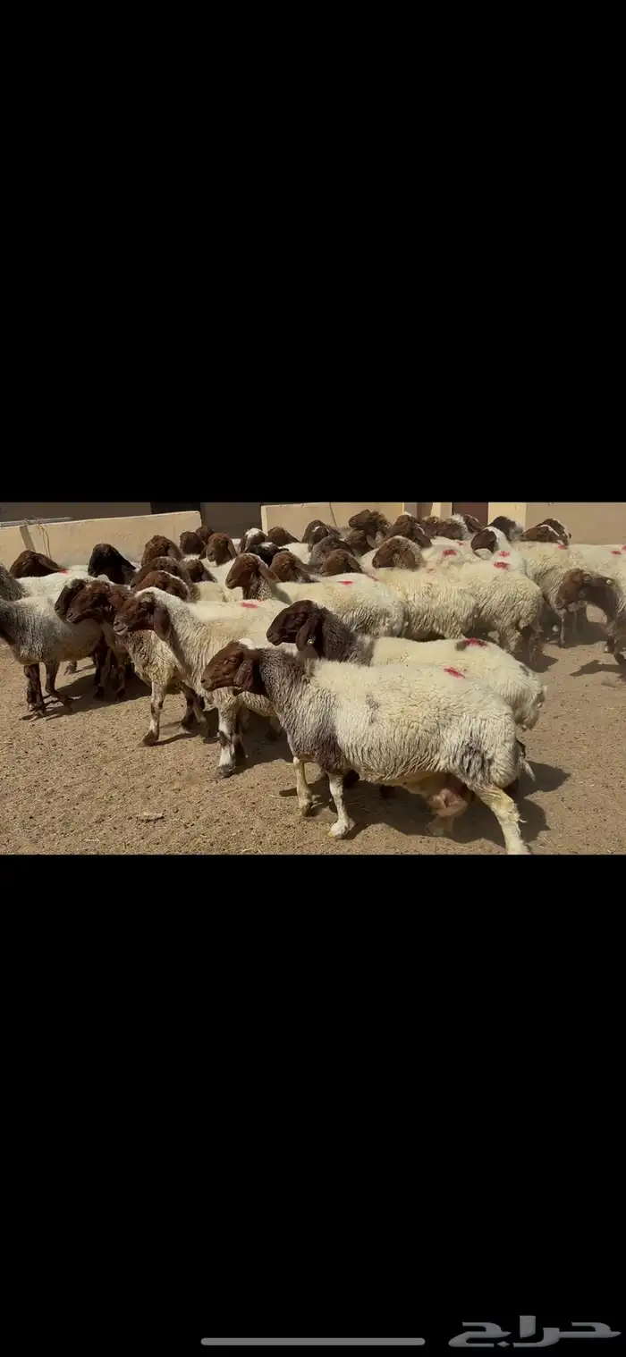 غنم نعيم شرط الدفيع . 2