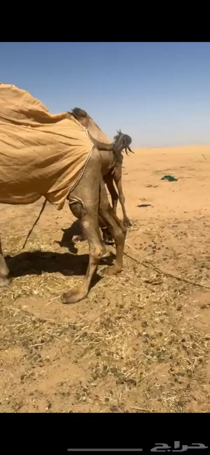ناقه مزاين شعلا 1
