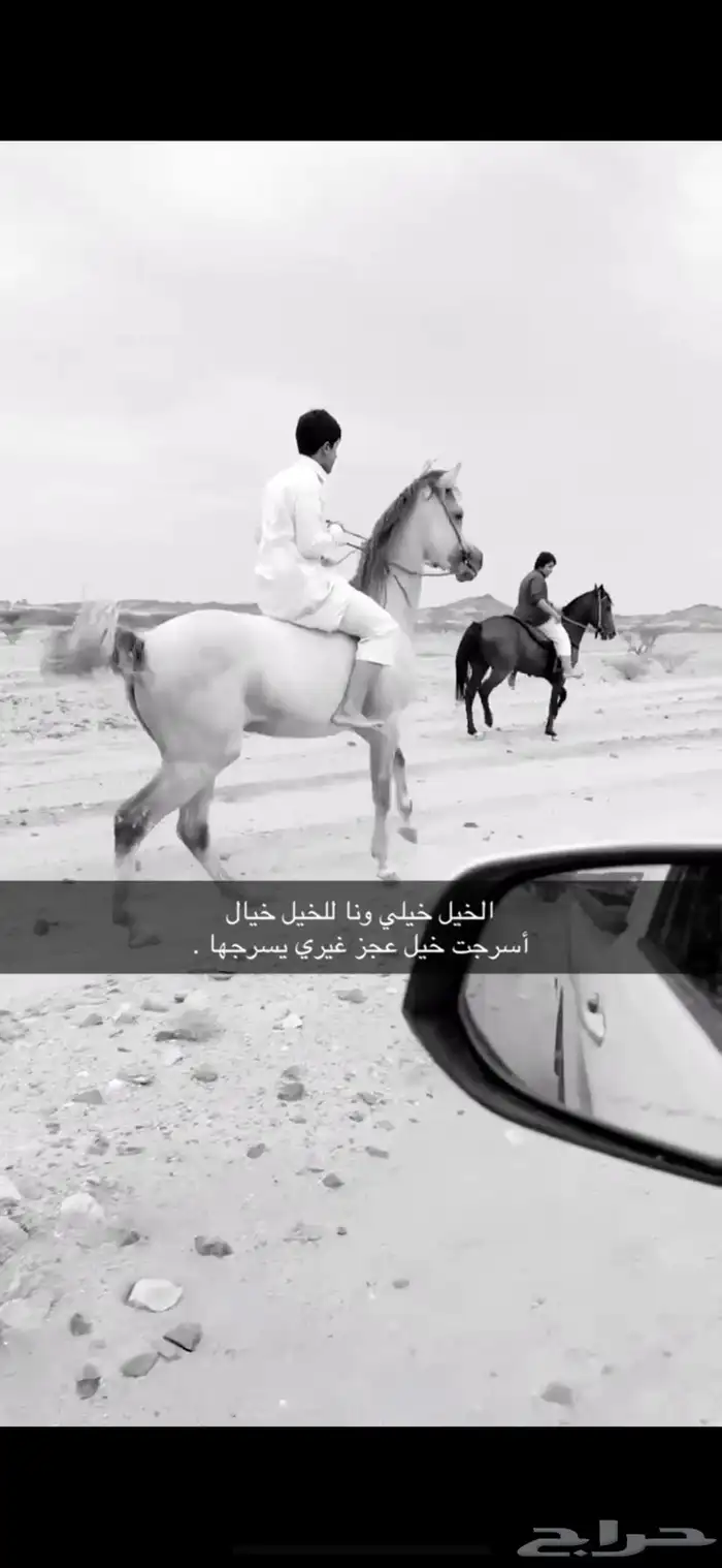 حصان شعبي للبيع كفو 0