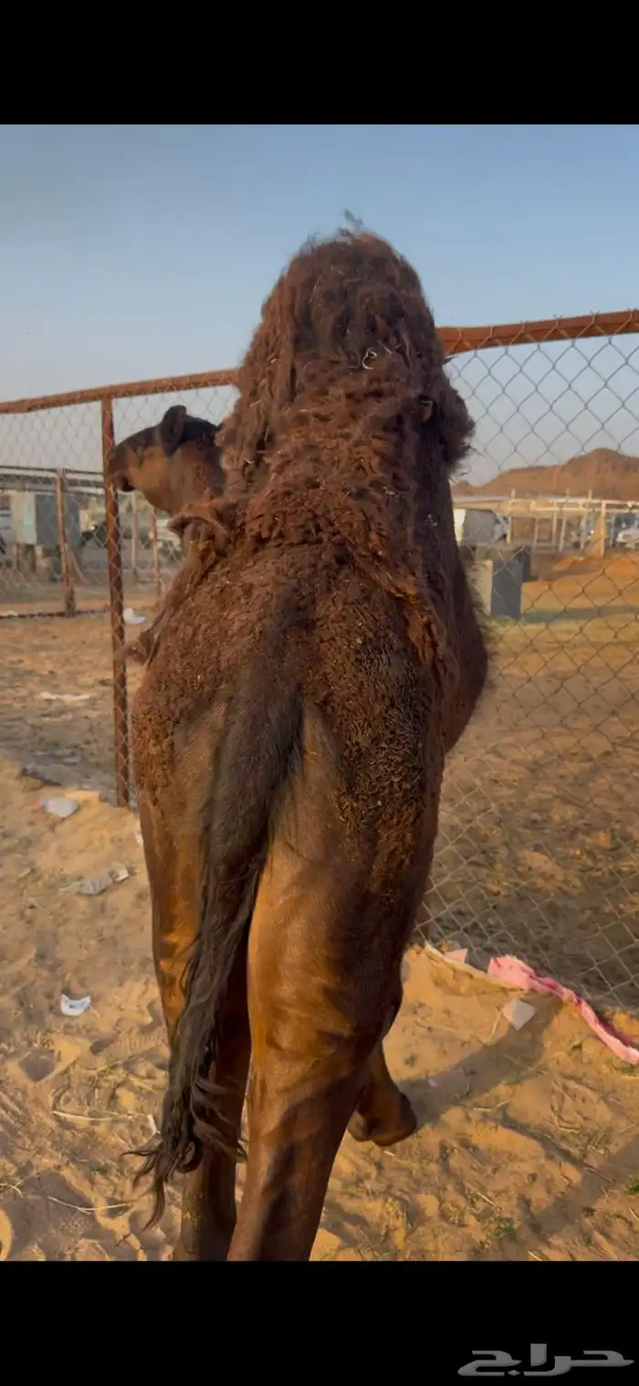 قعود مفرود بلدي شي كفو الموقع نجران 0