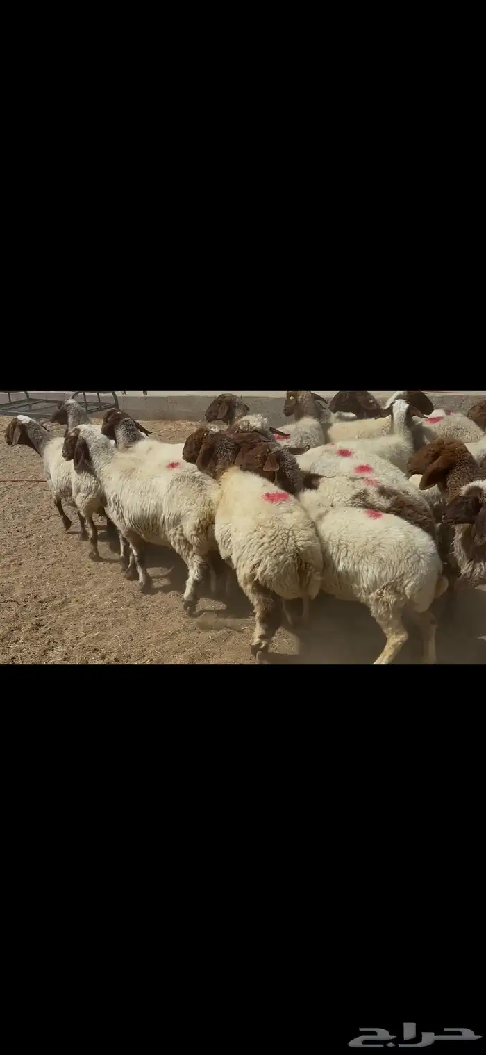 غنم نعيم شرط الدفيع . 11