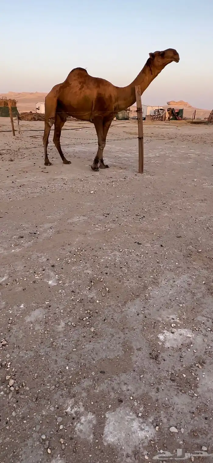 فحل بكستاني 4