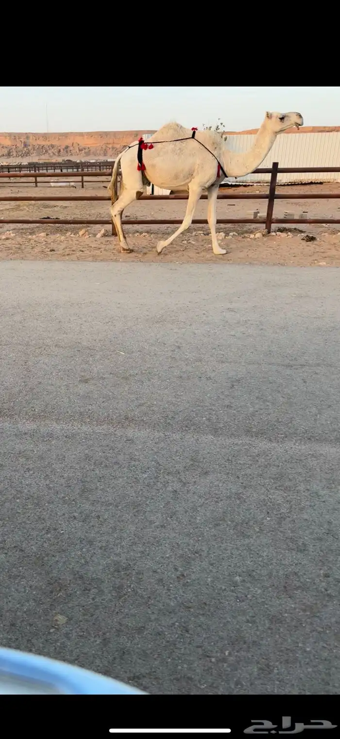 لقحه كفو 0
