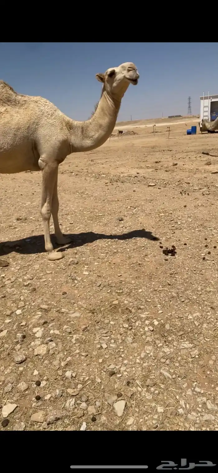 للبع المفروده التماميه 0