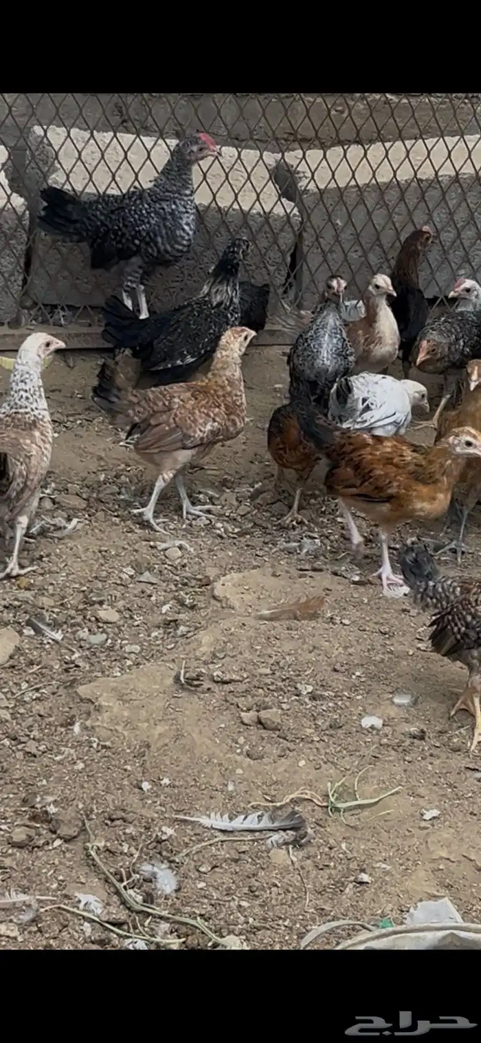 صيصان 1