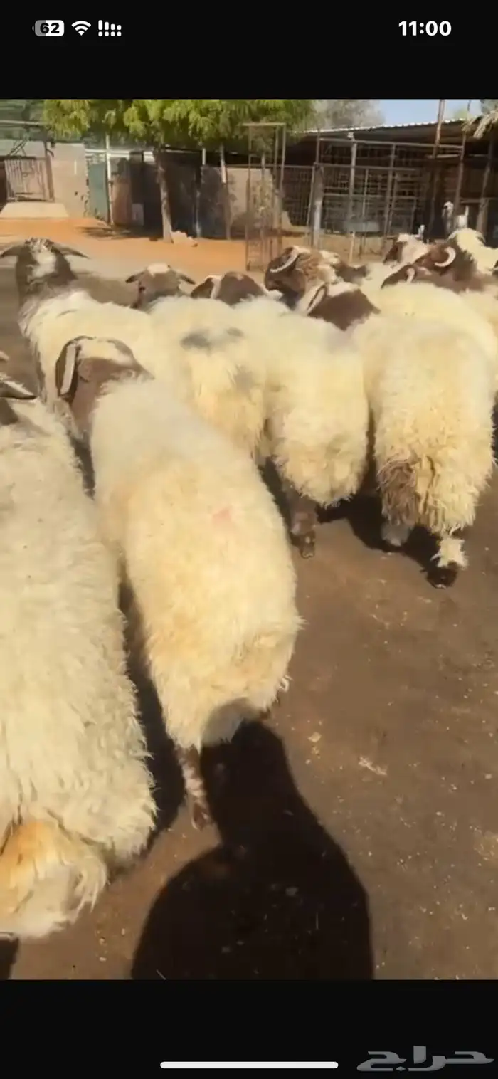 بيع اغنام متوفر تقسيط تابي وتقسيط تمارا 3