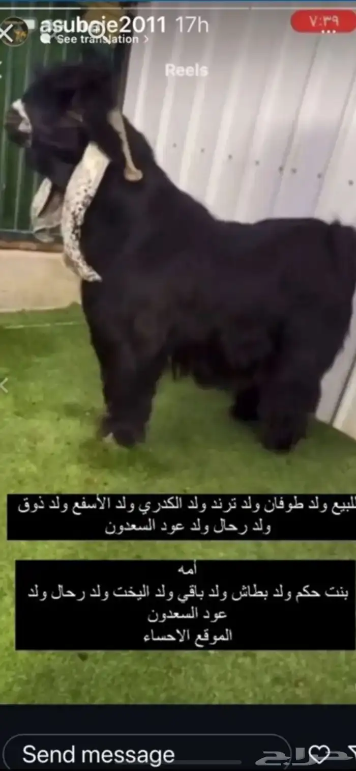 فحل عارضي العدد 2 بالاحساء لهم اعلانين 4