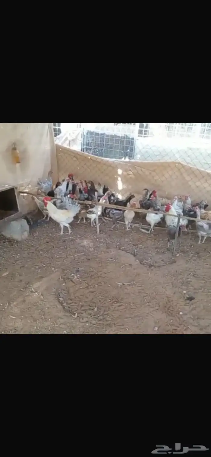مشروع دواجن 27
