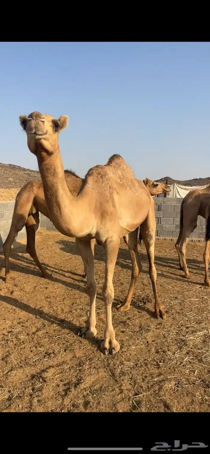 نياق للبيع 0