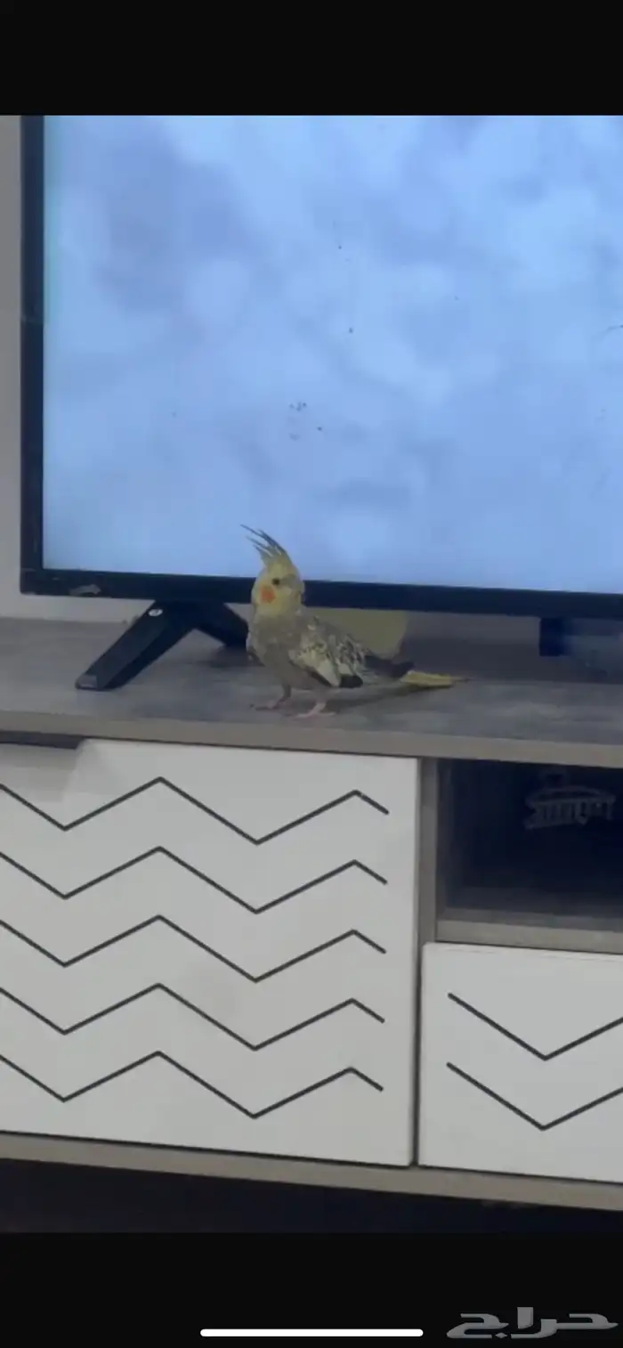 بغبغاء كروان 0