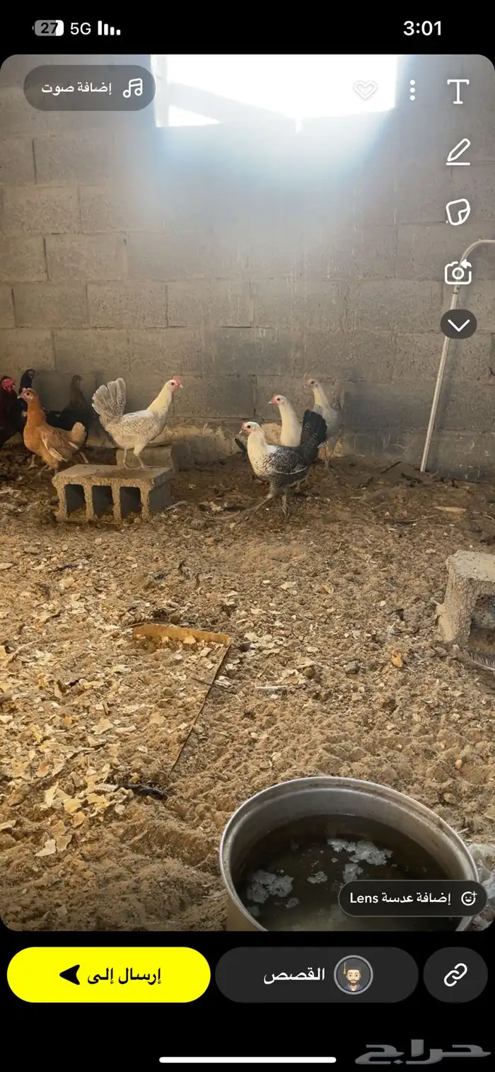 دجاج فيومي العمر 5شهور 0