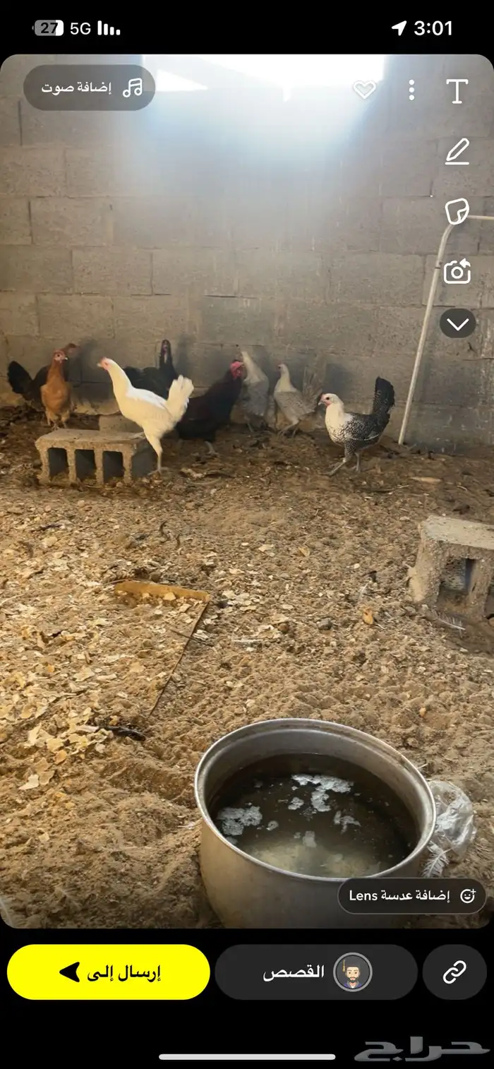 دجاج فيومي العمر 5شهور 1