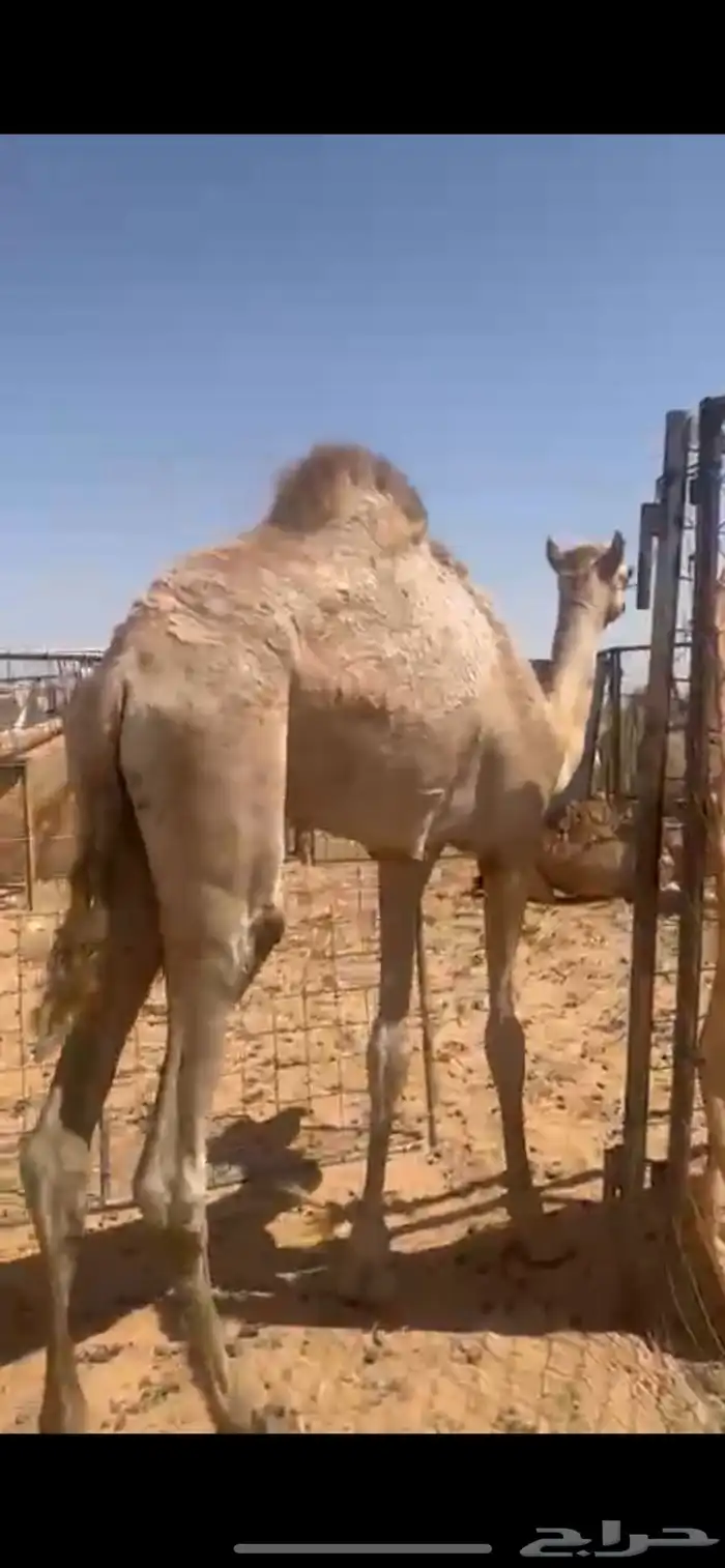 قعود مفرود 0