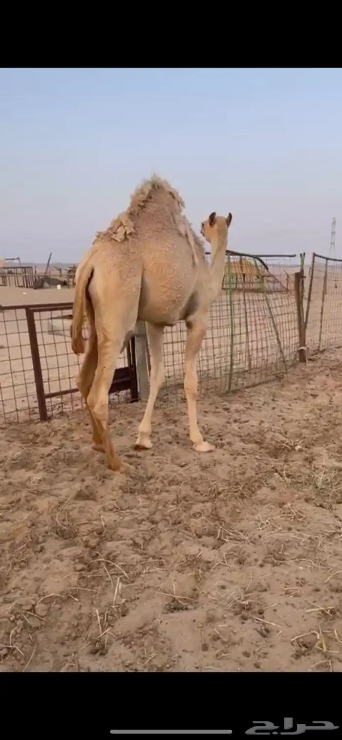 قعود بلدي مفرود للبيع 0