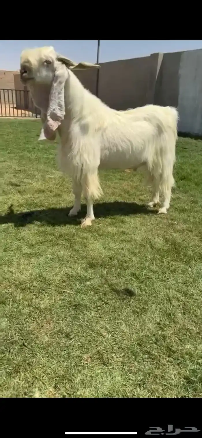 تيس مطور نااادر 1