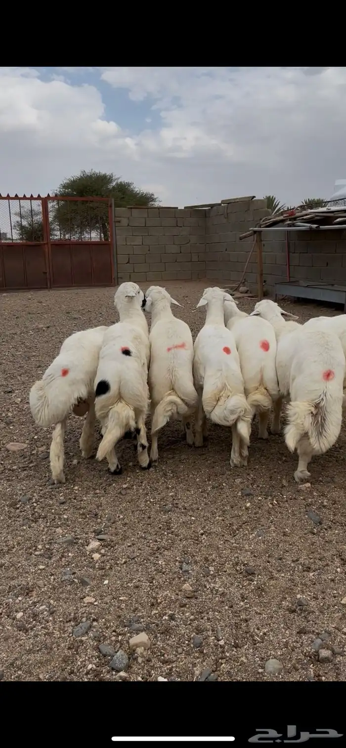 خرفان جبره 0